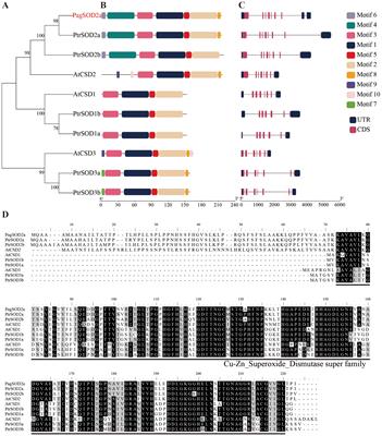 PagSOD2a improves poplar salt tolerance by elevating superoxide dismutase activity and decreasing malondialdehyde contents